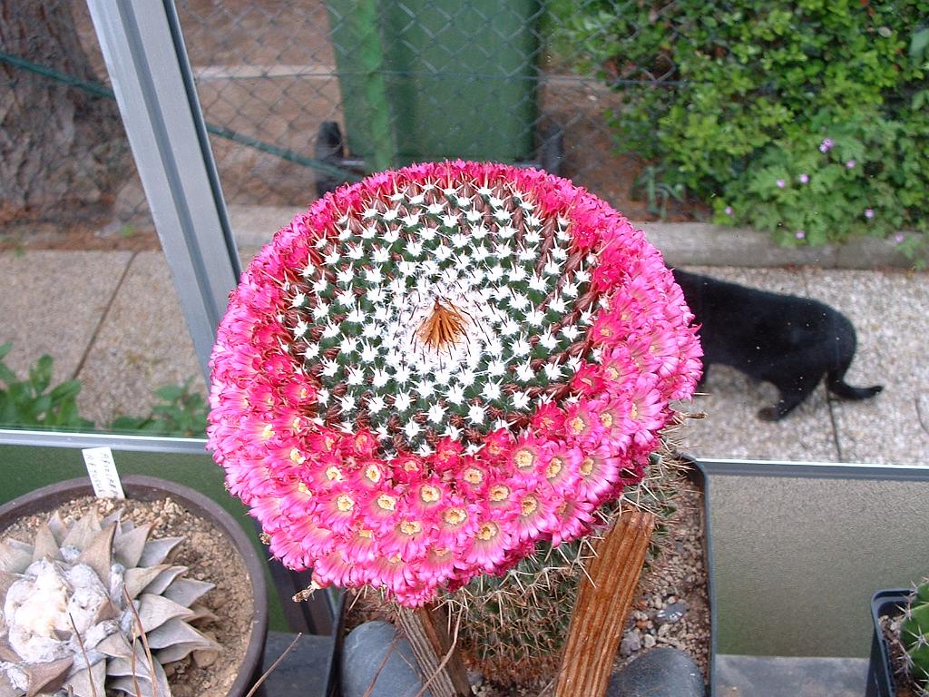 Mammillaria spec.1.JPG